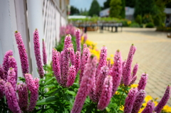 玄関周りの賑わい