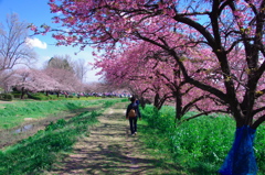 茂林寺公園の桜