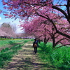 茂林寺公園の桜