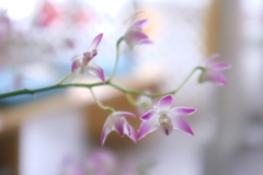 咲きはじめ３