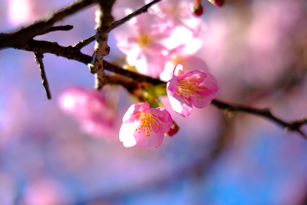初春の桜