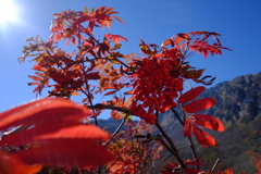 ナナカマドの彩