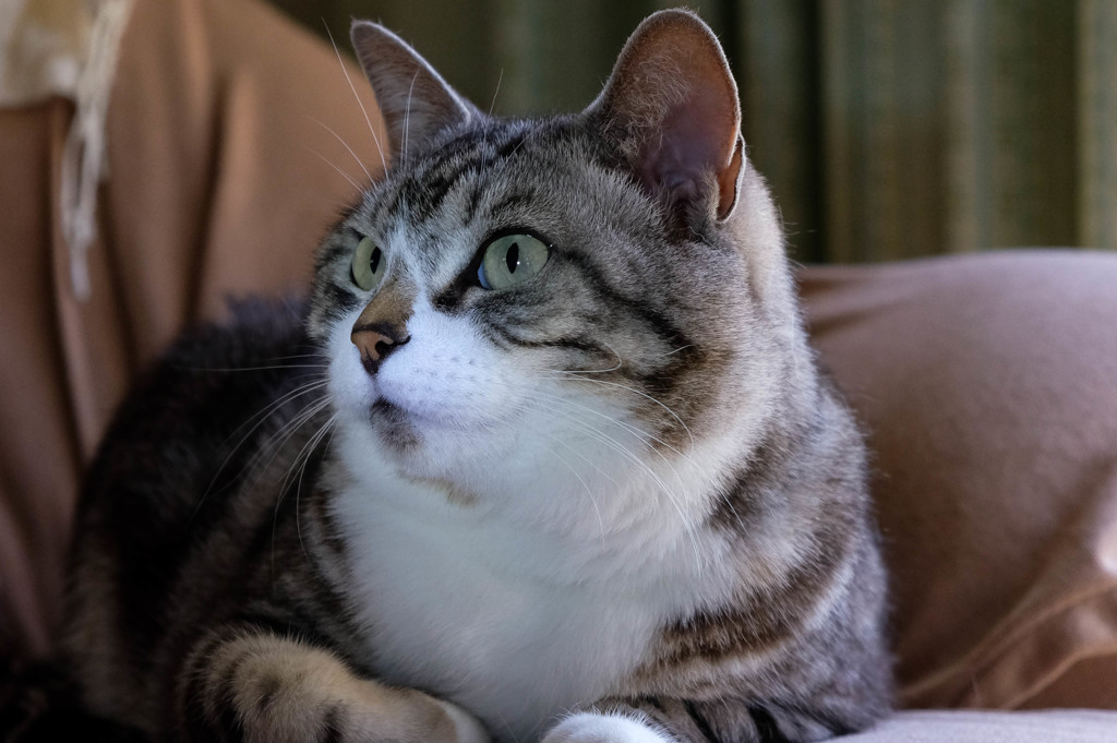 見てて楽しい君