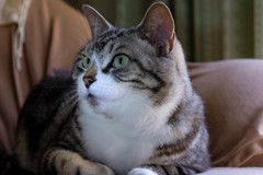 見てて楽しい君