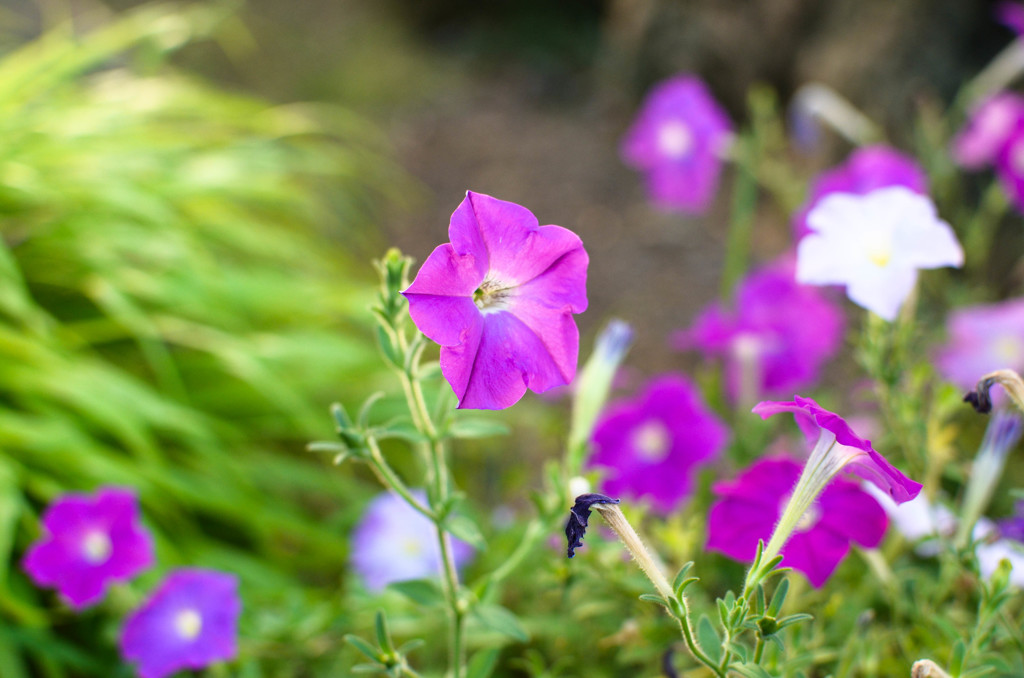 夏でもなお涼しげに