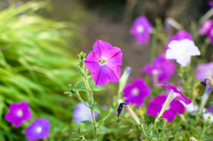 夏でもなお涼しげに