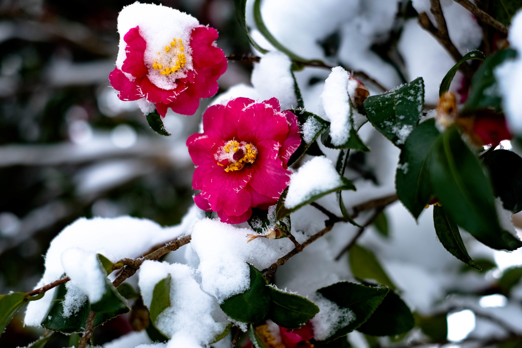 雪と椿