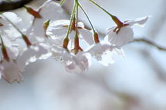 盛りを過ぎてもなお