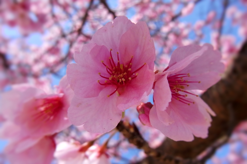 桜に近寄ってみます