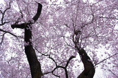高遠桜