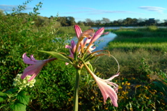 台風19号後の公園に咲く