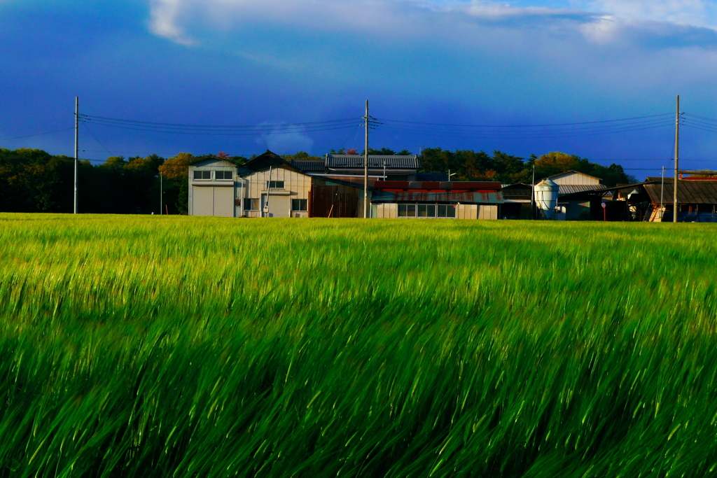 ブルーグラスな風景