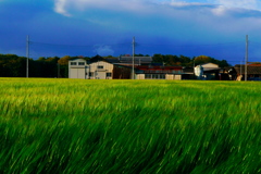 ブルーグラスな風景