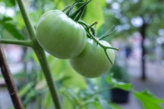未熟なトマト