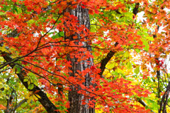 今が一生懸命彩