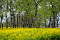 黄色と緑がいっぱいです。