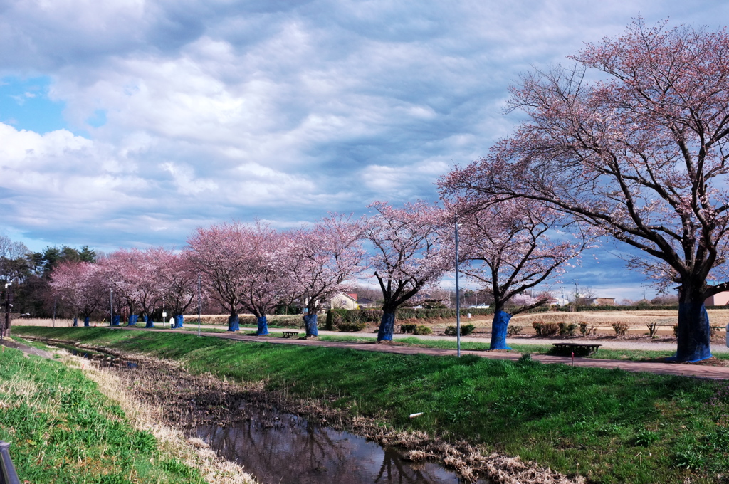 少し冬冷えの桜風景