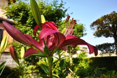 庭に咲きました。