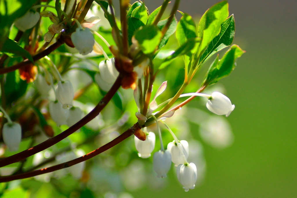 ドウダンつつじの春
