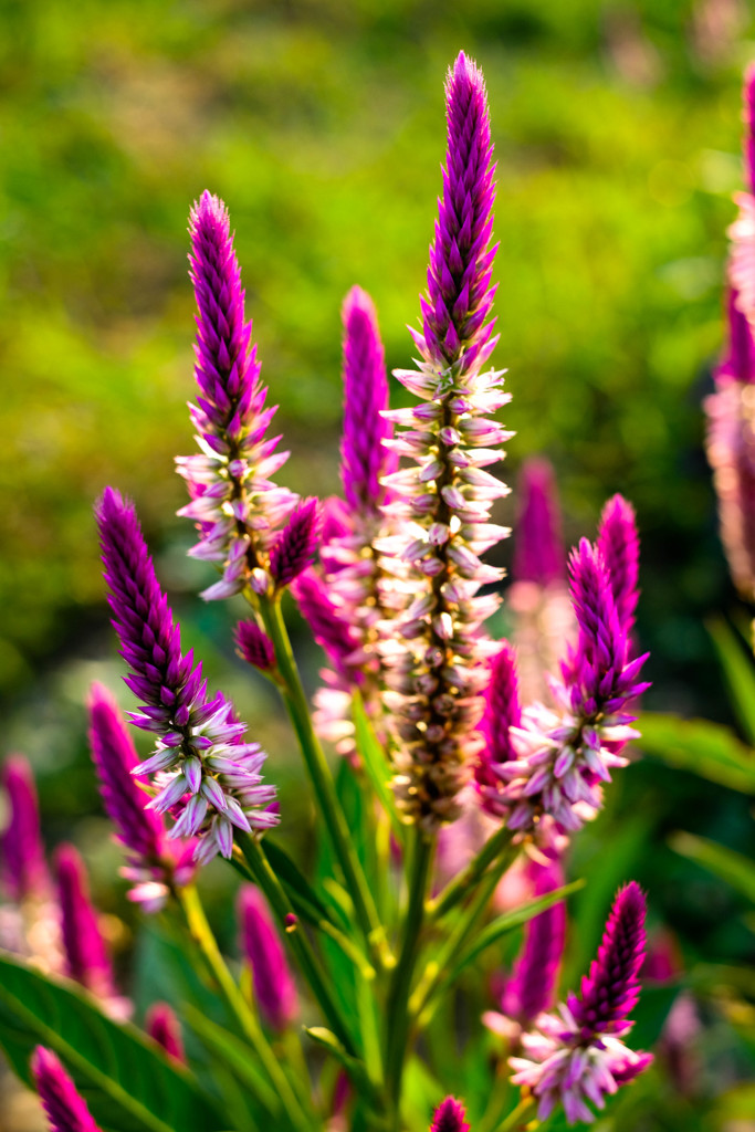 今の季節彩がない