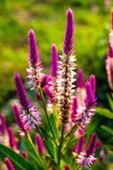 今の季節彩がない