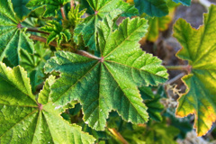 茶色からグリーン色。