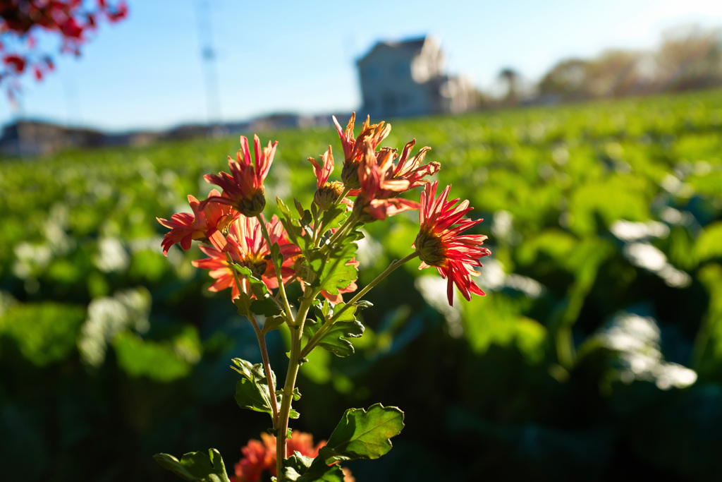 今朝もパシャリ