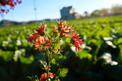 今朝もパシャリ