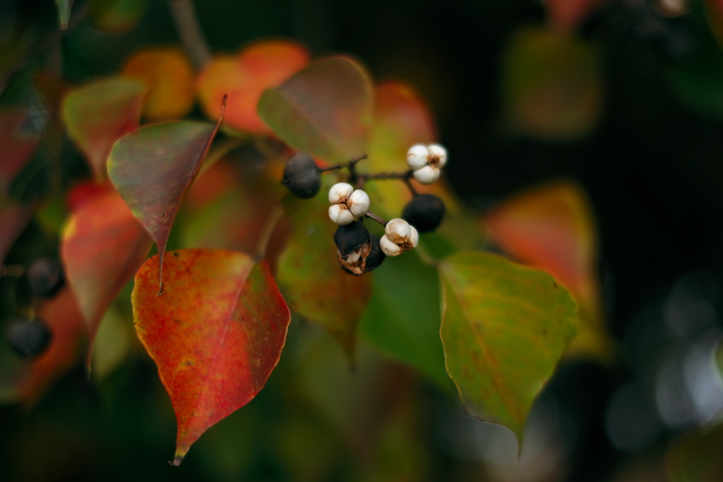 道端で見つけた紅葉