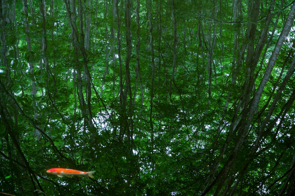 ブナの林を泳ぐ