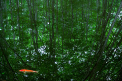 ブナの林を泳ぐ