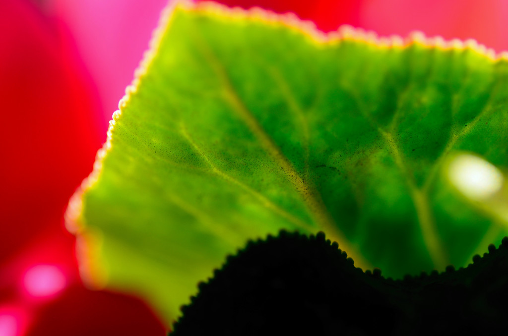 葉っぱのギザギザ山