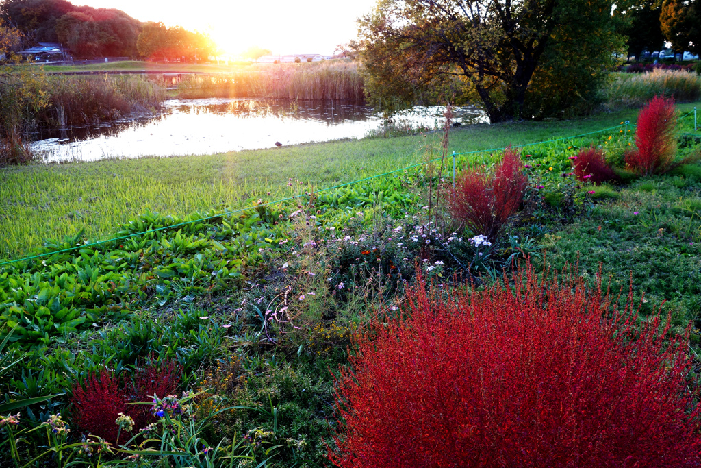 夕暮れの公園