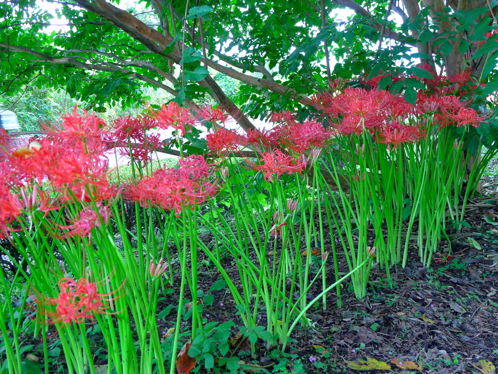 秋の気配を彩る。