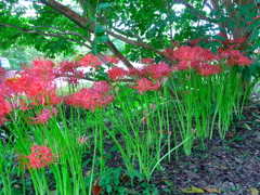 秋の気配を彩る。