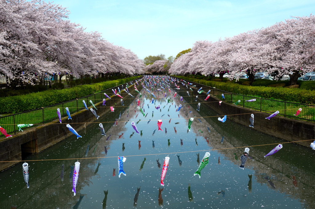 桜と鯉のぼりコラボ