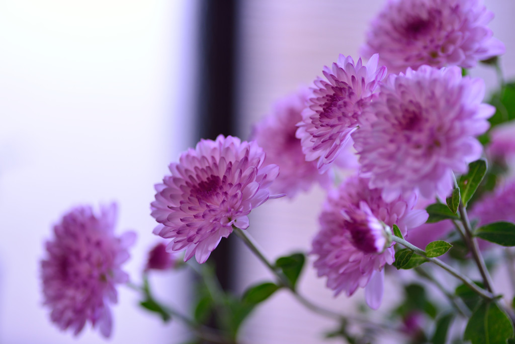 菊生け花２