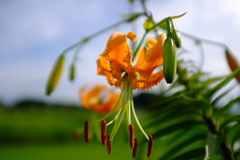 早く夏になーれ