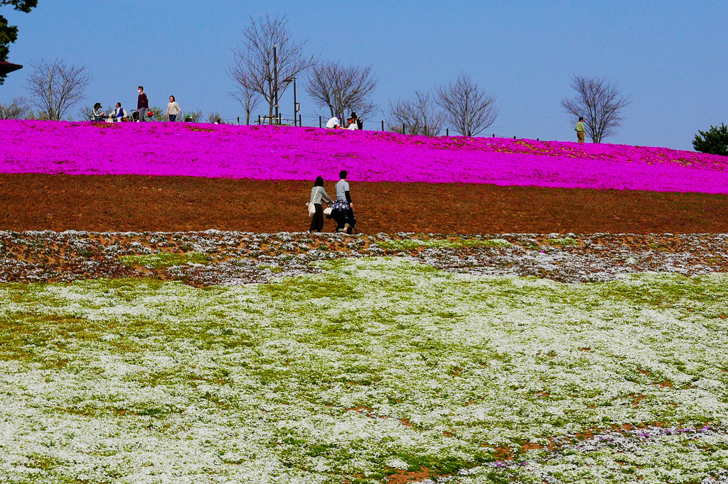 芝桜開園前