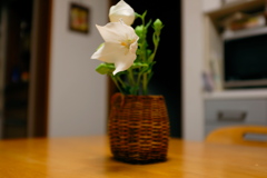 桔梗が咲いた。