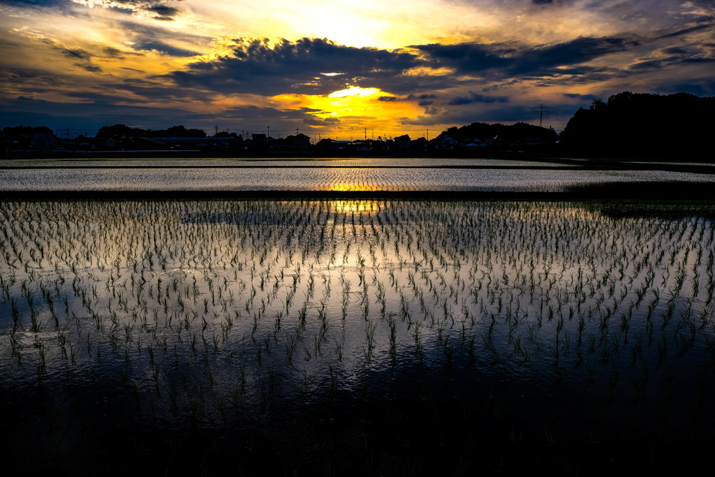 田植え後の安らぎ