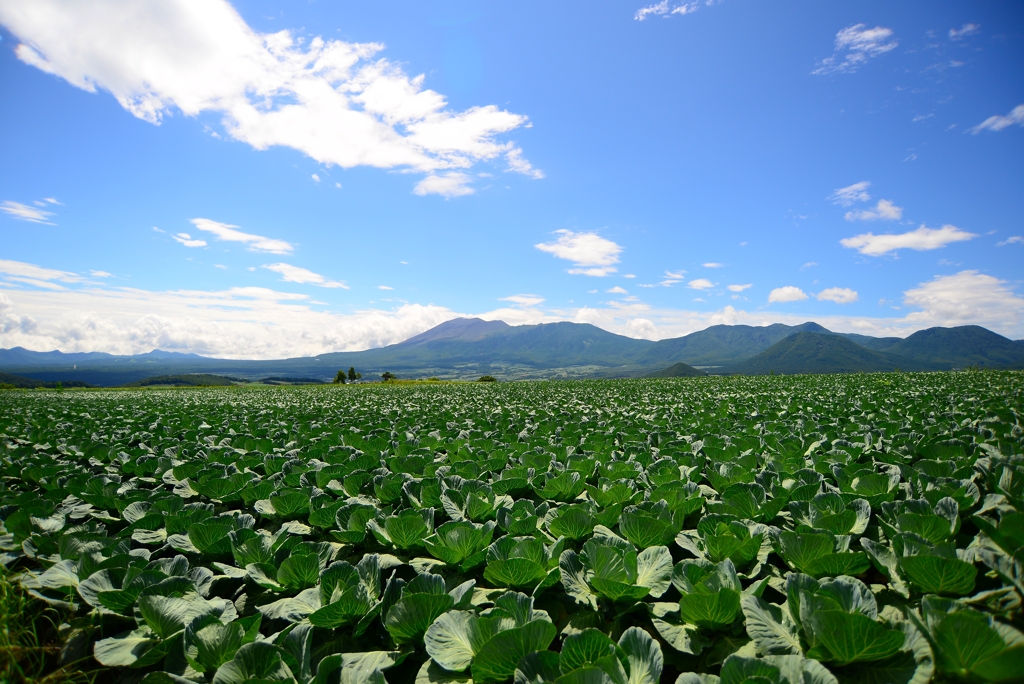 キャベツの里