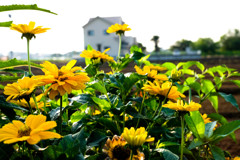 夏の盛り今がが絶頂