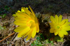 春に顔を出す２