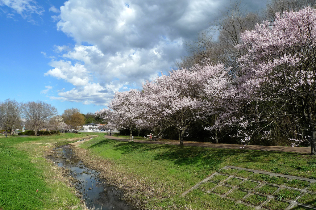 散歩道の桜風景