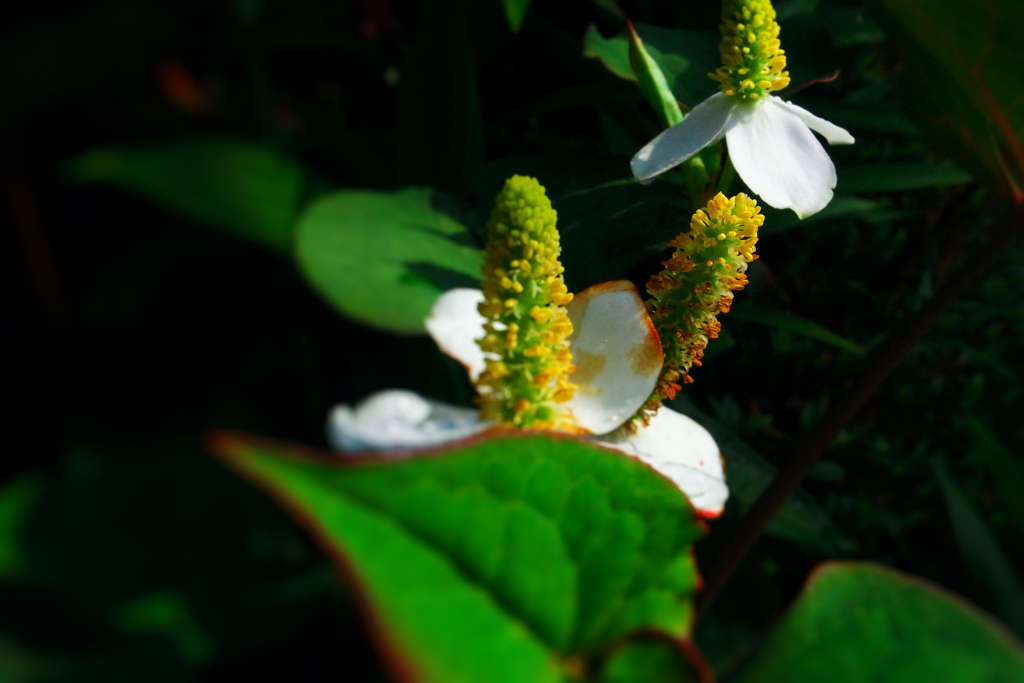 ドクダミされどドクダミ