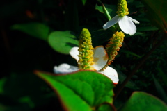 ドクダミされどドクダミ