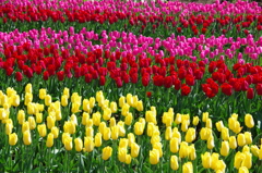 チューリップのジュータン