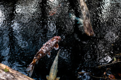 奥山の湖を泳ぐ