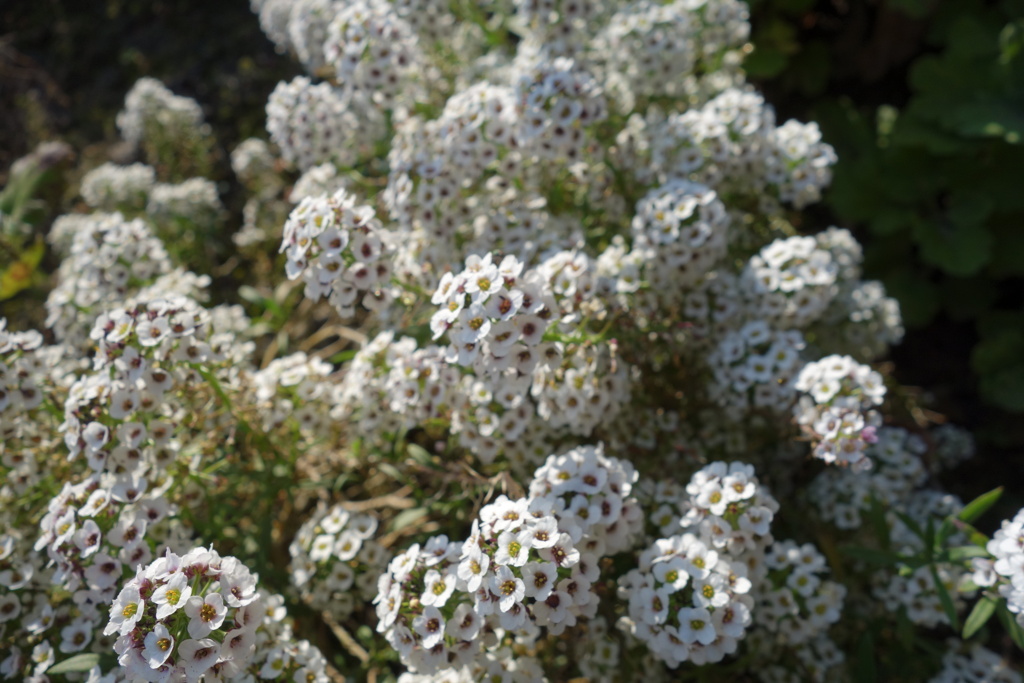 まだまだ咲きます。